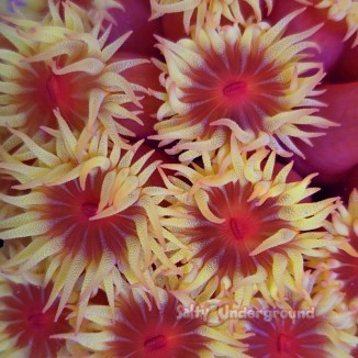 Salty Underground: Sun Coral