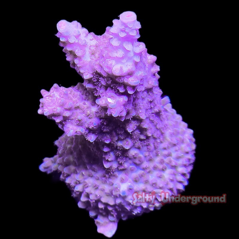 Salty Underground: Purple People Staghorn Acropora