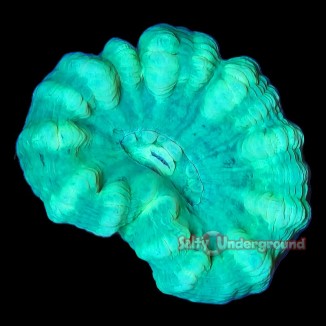 Salty Underground: Neon Green Candy Cane 4-6 Heads