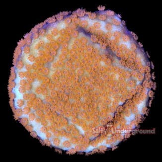 Salty Underground: Solar Flare Montipora