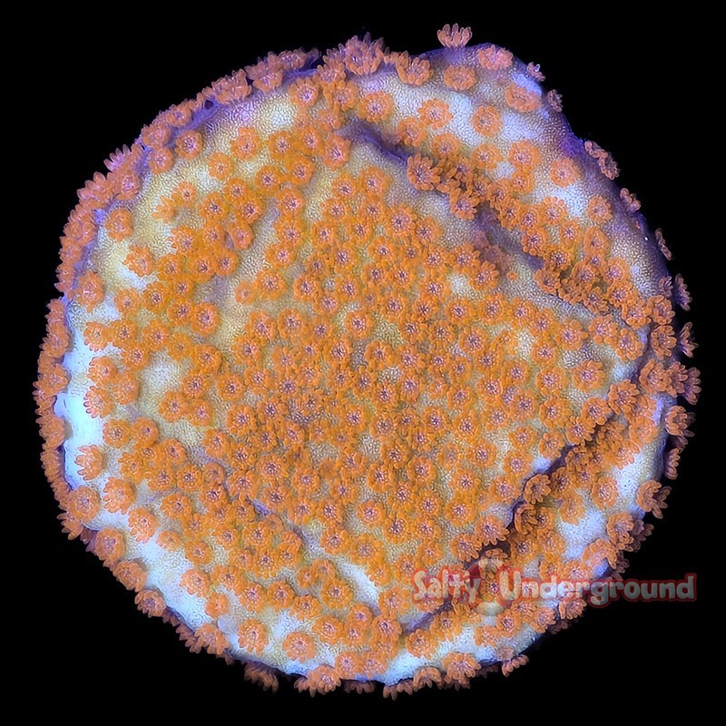Salty Underground: Solar Flare Montipora