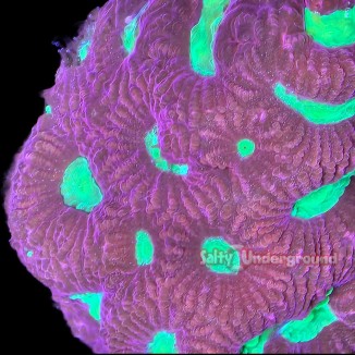 Salty Underground: Red War Favia