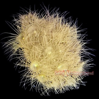 Salty Underground: Sunshine Yellow Polyps (Parazoanthus)