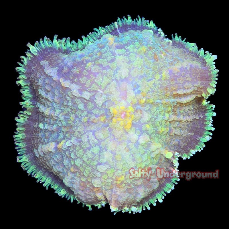 Salty Underground: Glowing Opal Rhodactis Mushroom