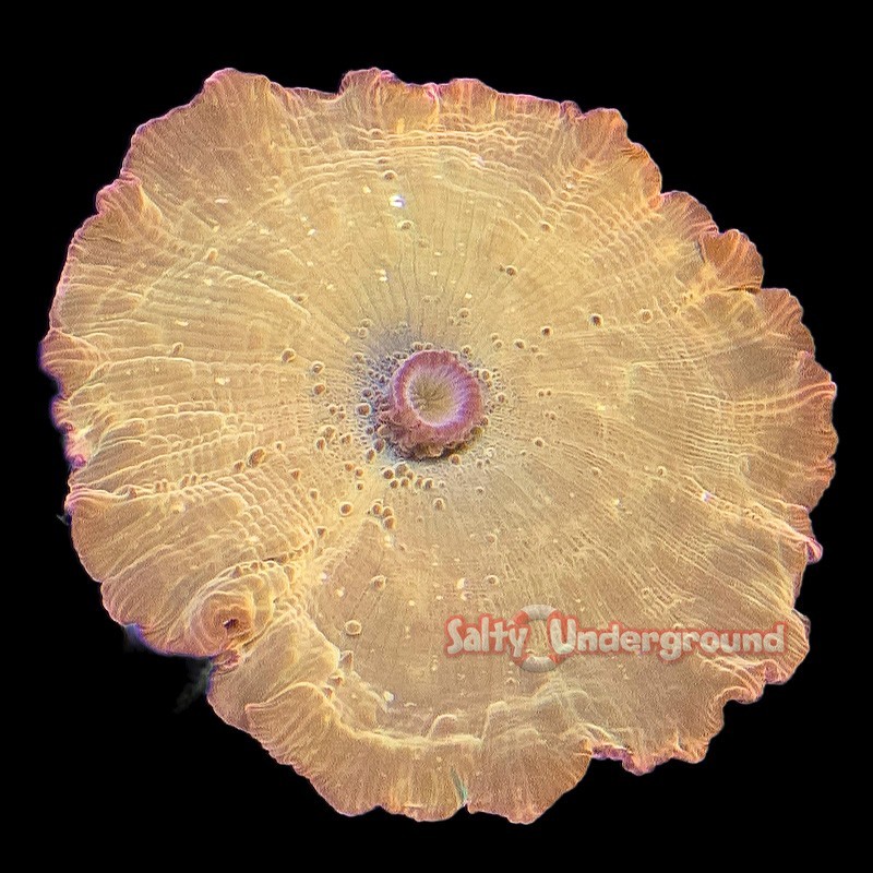 Salty Underground: Ironman Discosoma Mushroom