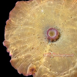 Salty Underground: Ironman Discosoma Mushroom