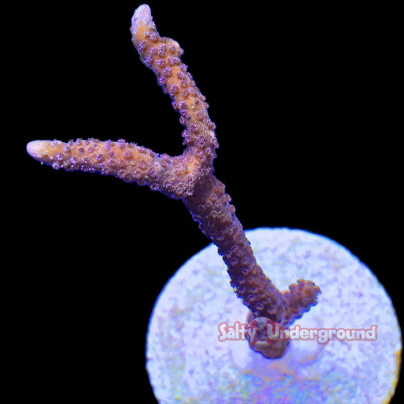 Salty Underground: German Blue Montipora Digitata