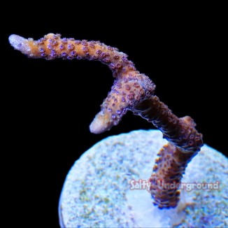 Salty Underground: German Blue Montipora Digitata