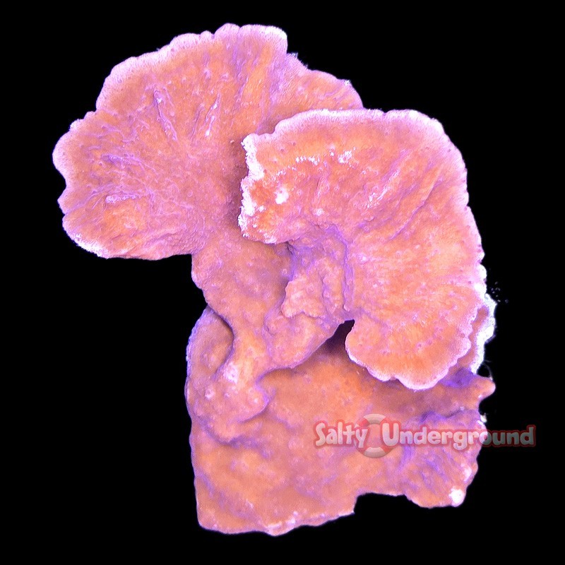 Salty Underground: Brick Red Montipora 1-2 Inches