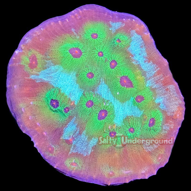 Salty Underground: Avatar Chalice Coral 3-5 inch