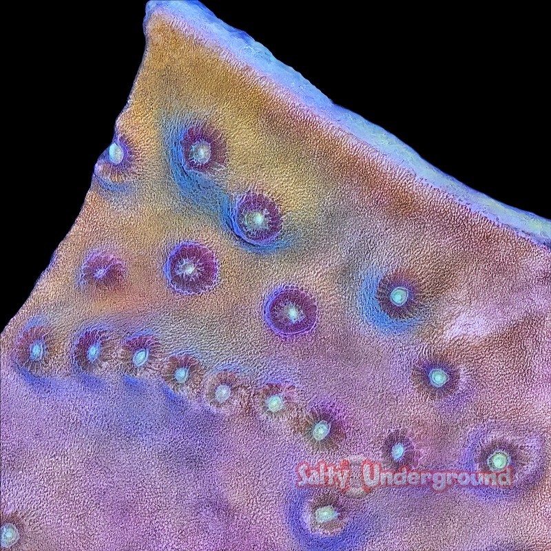 Salty underground: Scroll Coral (Tubinaria)