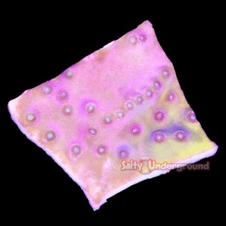 Salty underground: Scroll Coral (Tubinaria)