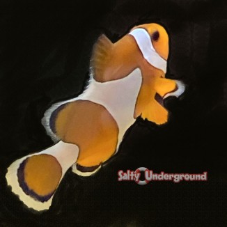 Mature Orange Ocellaris Clownfish (Ocellaris)