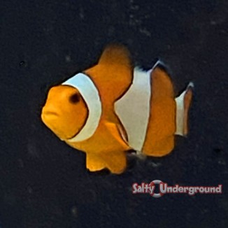 Mature Orange Ocellaris Clownfish (Ocellaris)