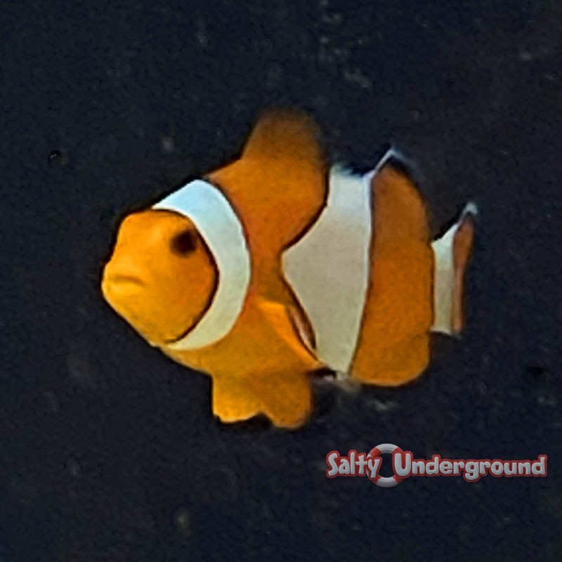 Mature Orange Ocellaris Clownfish (Ocellaris)