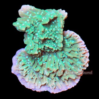 Salty Underground: Sour Apple Montipora
