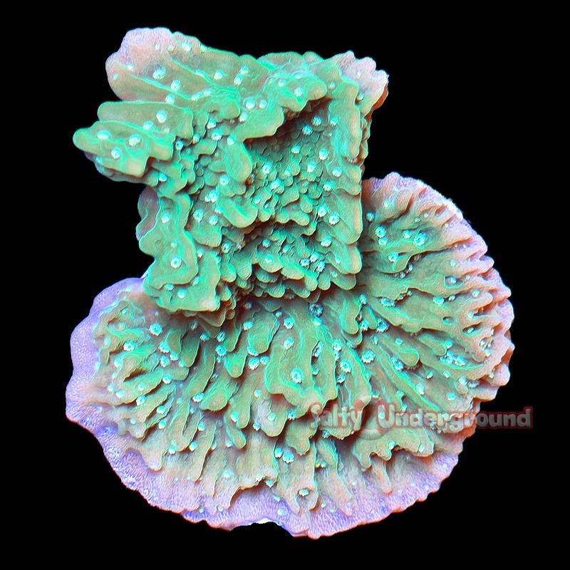 Salty Underground: Sour Apple Montipora