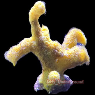 Salty Underground: Finger Sponge-Yellow