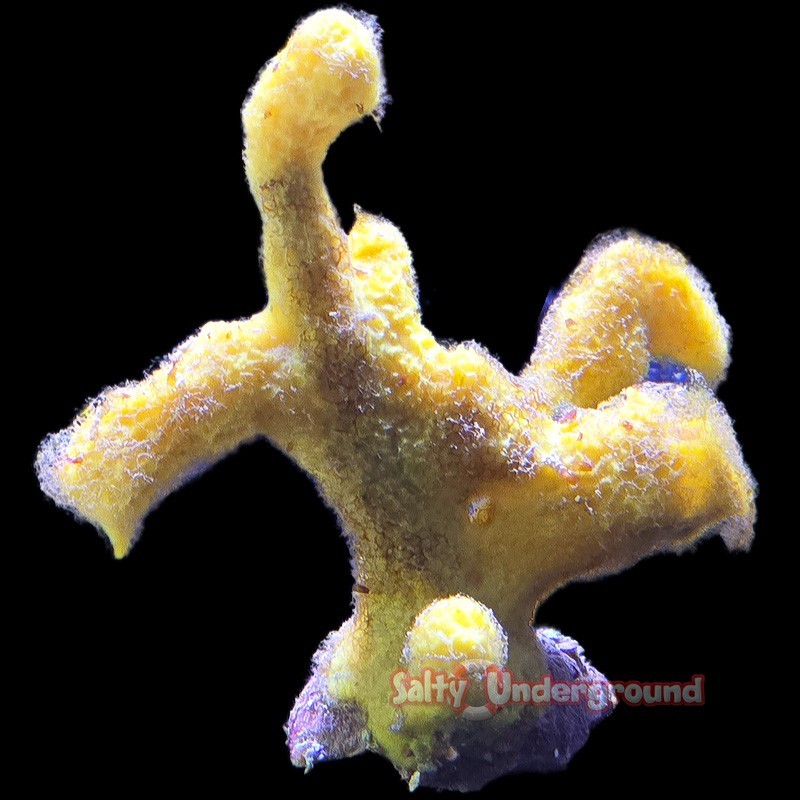 Salty Underground: Finger Sponge-Yellow