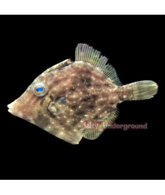 Salty Underground: Leatherjacket Filefish