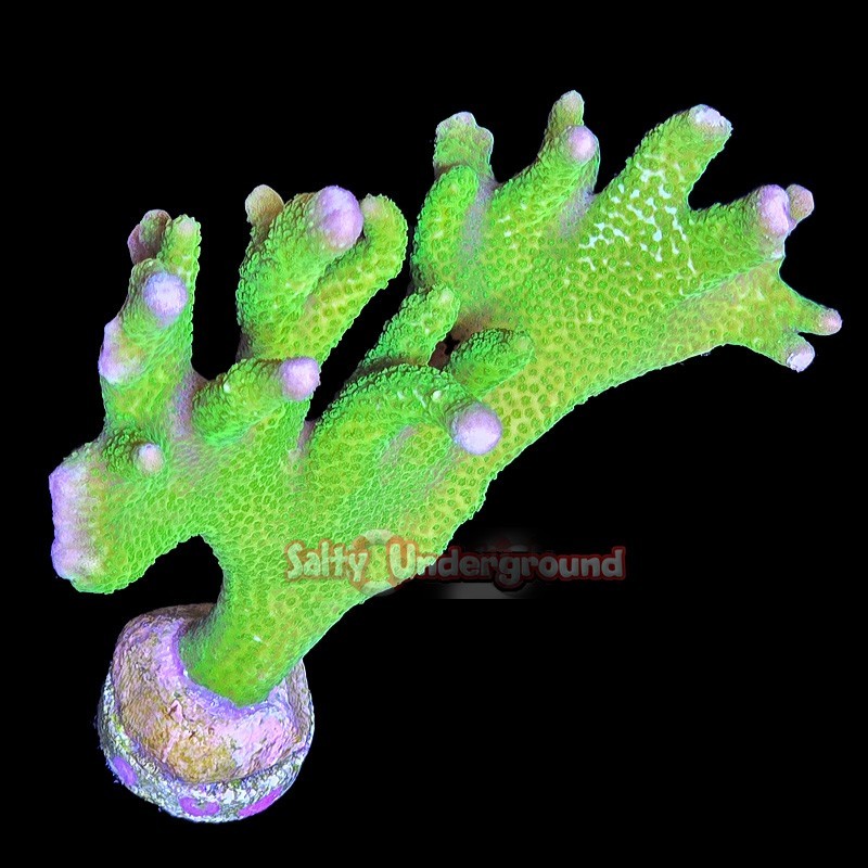 Salty Underground: Green Montipora Digitata