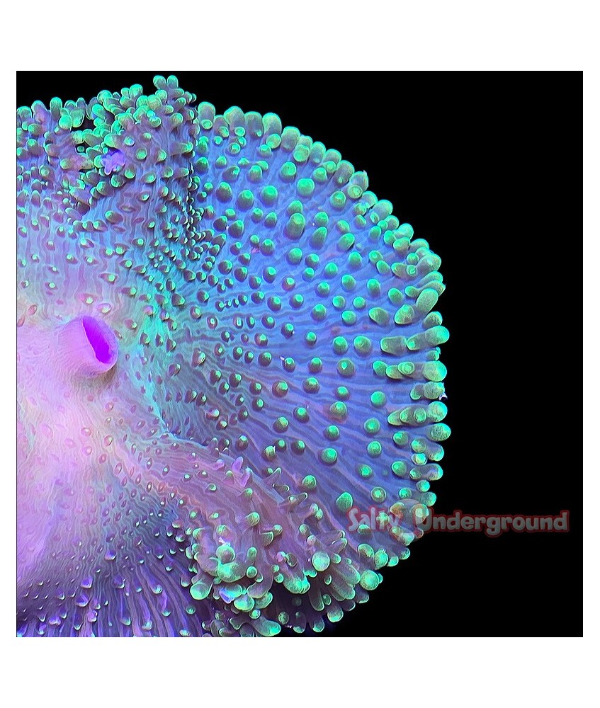 Salty Underground: Neon Green Hairy Rhodactis Mushroom