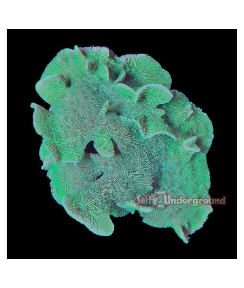 Salty Underground: Green Plating Pavona