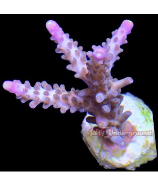 Salty Underground: Copps CaliCali Acropora