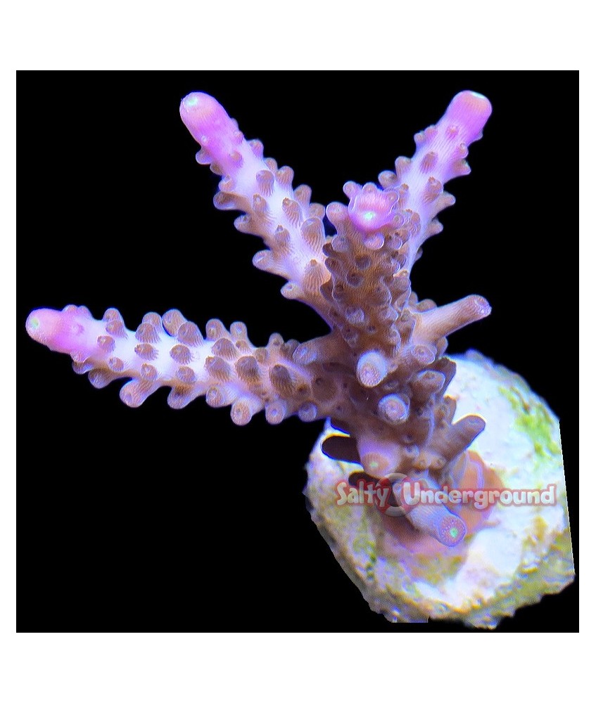 Salty Underground: Copps CaliCali Acropora