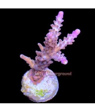 Salty Underground: Copps CaliCali Acropora