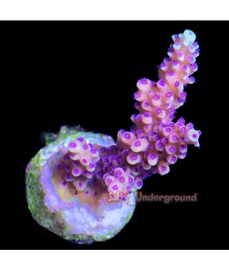 Salty Underground: Pink Cadillac Acropora