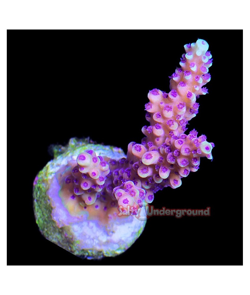 Salty Underground: Pink Cadillac Acropora