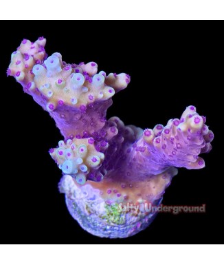 Salty Underground: Pink Cadillac Acropora