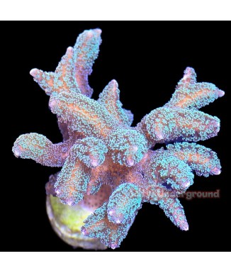Salty Underground: Green Birdsnest Coral (Seriatopora)