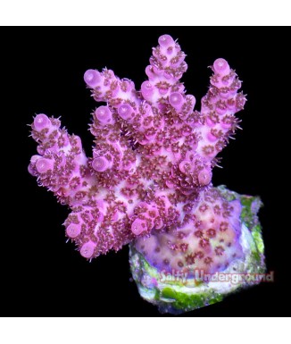 Salty Underground: Red Planet Acropora - Cultured 1-2 inches