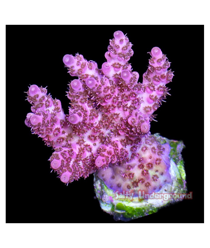 Salty Underground: Red Planet Acropora - Cultured 1-2 inches