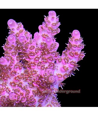 Salty Underground: Red Planet Acropora