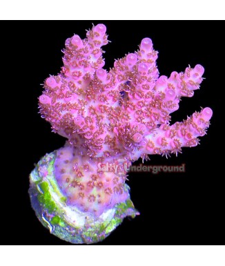 Salty Underground: Red Planet Acropora