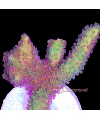 Salty Underground: Neon Green Purple Montipora Digitata