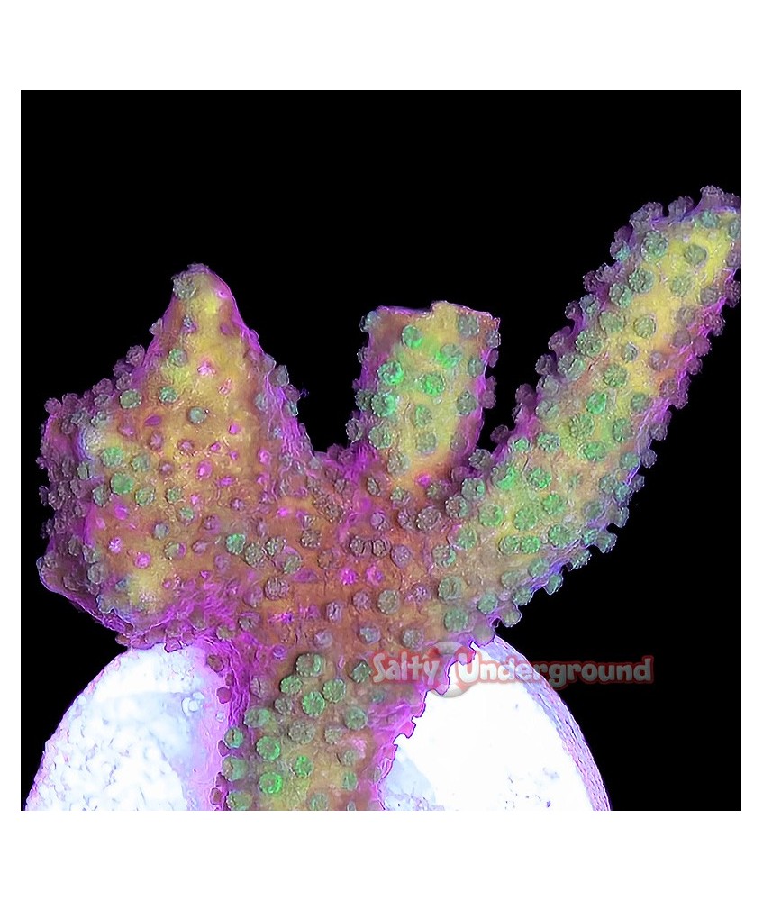 Salty Underground: Neon Green Purple Montipora Digitata