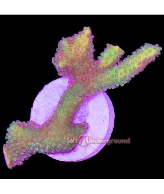 Salty Underground: Neon Green Purple Montipora Digitata