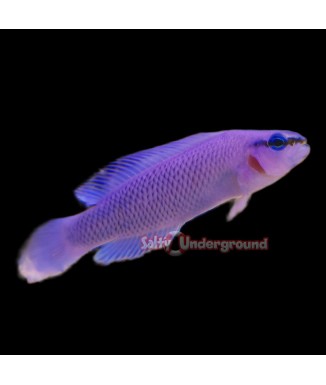 Salty Underground: Orchid Dottyback (Pseudochromis Fridmani)