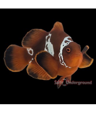 Salty Underground: Lightning Maroon Clownfish (Maroon)