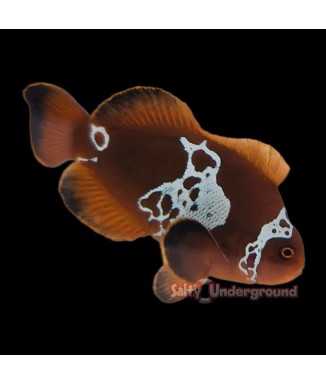 Salty Underground: Lightning Maroon Clownfish (Maroon)