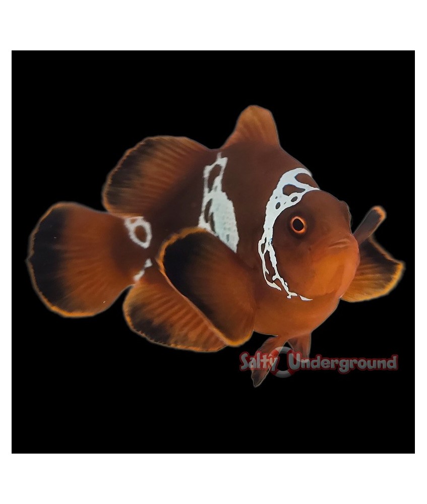 Salty Underground: Lightning Maroon Clownfish (Maroon)