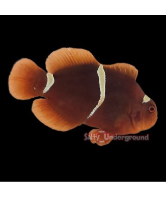 Salty Underground: Gold Dot Maroon Clownfish (Maroon)