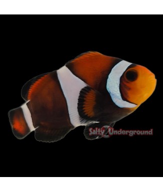 Salty Underground: Mocha Clownfish (Ocellaris)