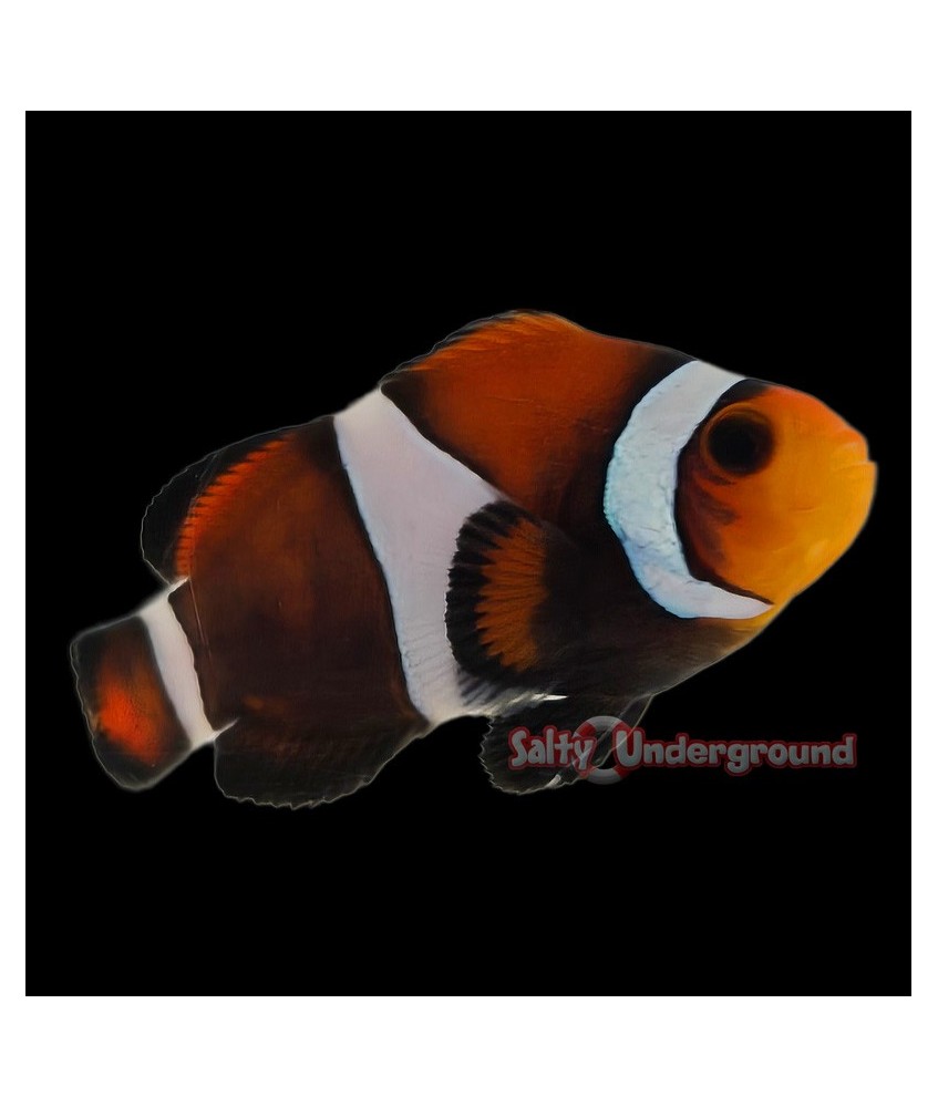 Salty Underground: Mocha Clownfish (Ocellaris)