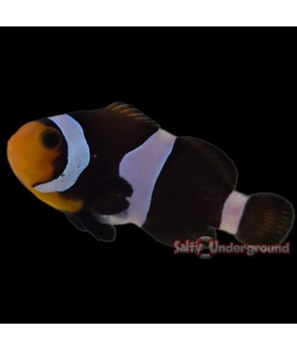 Salty Underground: Mocha Clownfish (Ocellaris)