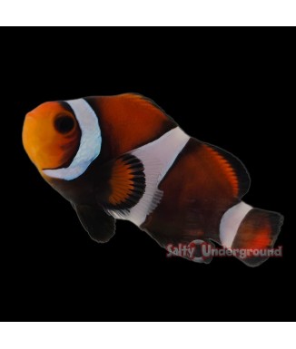 Salty Underground: Mocha Clownfish (Ocellaris)